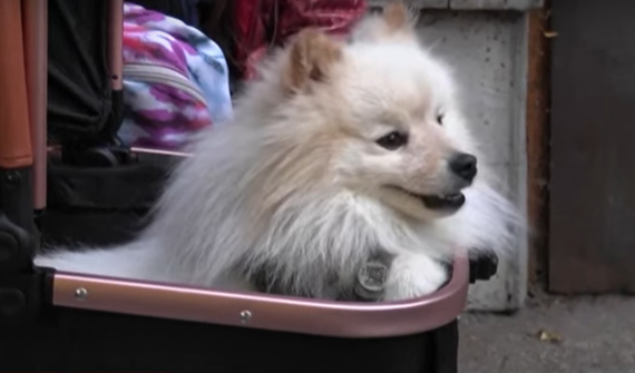 Herói de quatro patas: cachorro salva família durante ataque de drones na Ucrânia