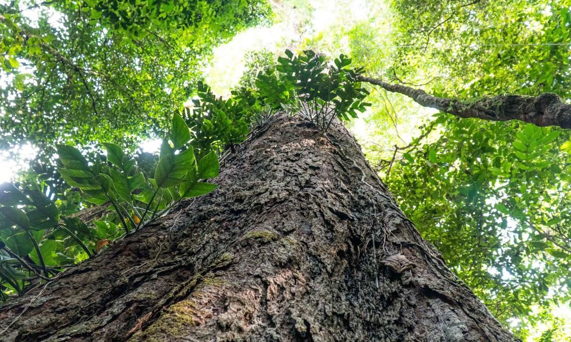 Mudança climática: gigantes da Amazônia podem ajudar cientistas