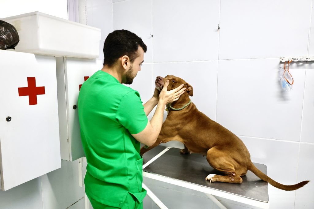 Veterinários do Centro de Zoonoses atuam com a consciência do cuidado integral de animais e humanos 16 veterinarios do centro de zoonoses atuam com a consciencia do cuidado integral de animais e humanos 3