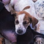 Dezembro Verde: Paraíba Pet fortalece o cuidado, a adoção responsável e o respeito à vida animal