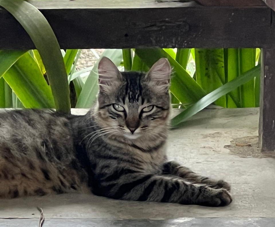 Conscientização contra abandono, incentivo à adoção e castração de pets são primordiais à política animal