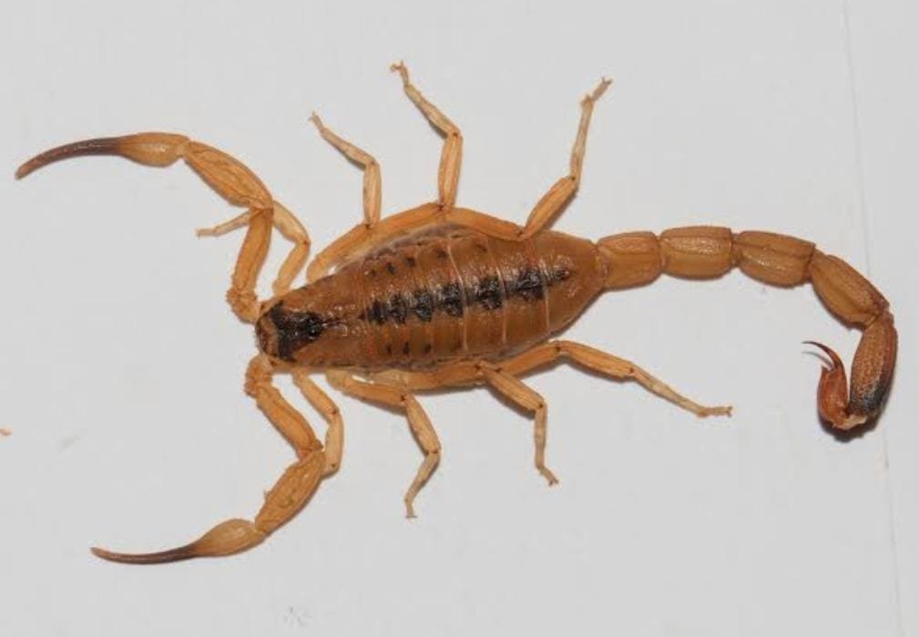 Prefeitura reforça orientações para prevenção contra picadas de escorpiões e outros animais