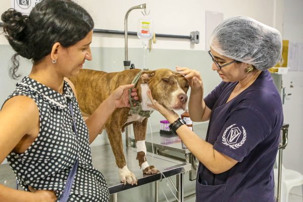 Clínica do Pet fortalece atendimento, amplia serviços e consolida rede pública de cuidado animal em João Pessoa