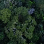 Política de cooperação com municípios reduz incêndios na Amazônia