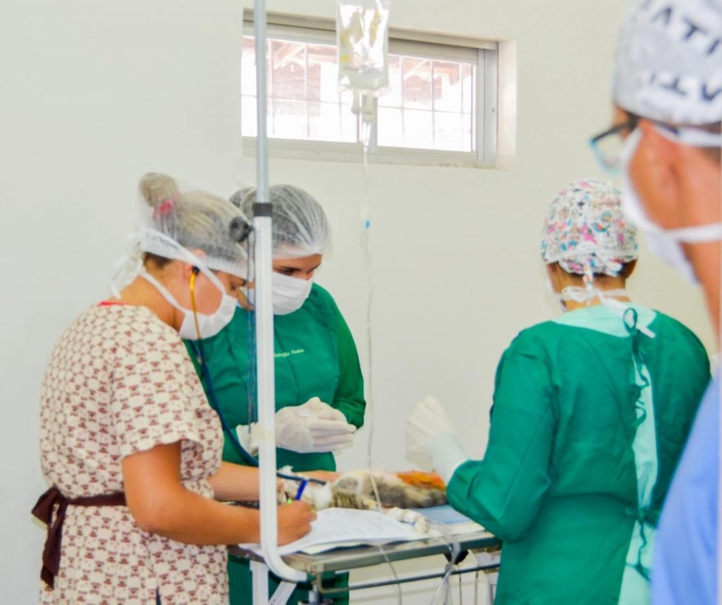 prefeitura inicia cirurgias de castracao de caes e gatos no centro de controle de zoonozes