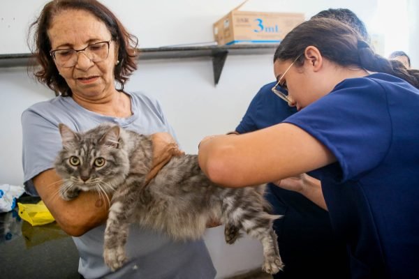 Prefeitura reforça a importância da vacinação antirrábica para a proteção de cães, gatos e da população 25 prefeitura reforca a importancia da vacinacao antirrabica para a protecao de caes gatos e da populacao