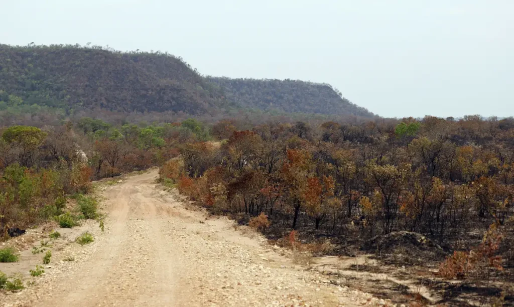 Mapbiomas: menor vegetação nativa expõe mais o país ao El Niño 23 mapbiomas menor vegetacao nativa expoe mais o pais ao el nino