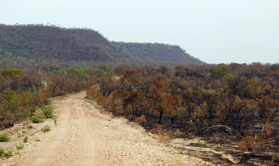 Mapbiomas: menor vegetação nativa expõe mais o país ao El Niño