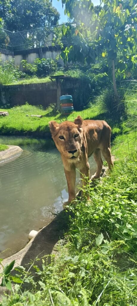 equipe veterinaria do parque zoobotanico arruda camara realiza avalicao na leoa mimi
